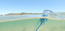 Bluebottle Watch : une étude de prévention contre les méduses bleues