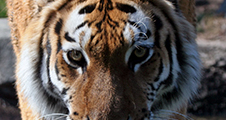 Colloque La personnalité juridique de l'animal (III) Les animaux sauvages