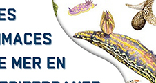 Conférence : Les limaces de mer en Méditerranée