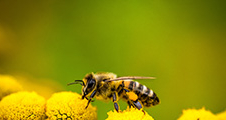 Conférence : Abeilles et pollinisateurs : biodiversité et enjeux de l'agroécologie