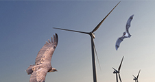 Conférence : Énergies renouvelables et biodiversité : enjeux, impacts et solutions