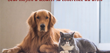 Colloque "La personnalité juridique de l'animal"