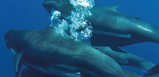 Séminaire national sur le bruit sous-marin en Méditerranée