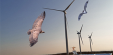 Conférence : Énergies renouvelables et biodiversité : enjeux, impacts et solutions