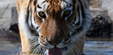 Colloque La personnalité juridique de l'animal (III) Les animaux sauvages