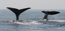 Journée de la baleine : Bioacoustique & IA