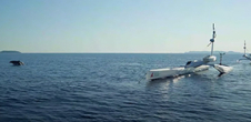 Covid-19 : la mégafaune sous-marine retrouve son espace vital