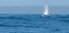 Séminaire LSIS "Inversion bioacoustique sous-marine par méthode d'éléments finis"