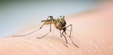 Conférence One World One Health : maladies vectorielles véhiculées par les moustiques