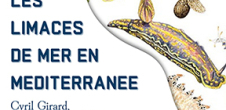 Conférence : Les limaces de mer en Méditerranée