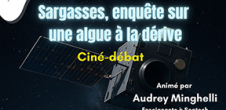 Ciné-débat : Sargasses, enquête sur une algue à la dérive