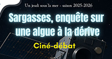 Ciné-débat : Sargasses, enquête sur une algue à la dérive