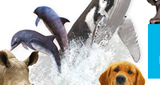 Droit des Animaux : Toulon répond à Cambridge le 29 mars 2019