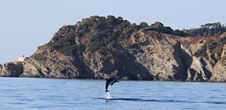 Journée d'étude : Droit et gestion des mammifères marins en Méditerranée - Comment coexister dans notre Mare Nostrum ?