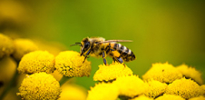 Conférence : Abeilles et pollinisateurs : biodiversité et enjeux de l'agroécologie