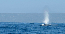 Séminaire LSIS "Inversion bioacoustique sous-marine par méthode d'éléments finis"