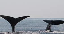 Journée de la baleine : Bioacoustique & IA
