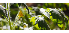 Un jardin en permaculture à l'Université de Toulon