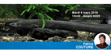 Conférence "Rôle des contaminants dans le déclin des deux espèces d'anguilles d'Atlantique"