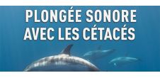 Exposition temporaire : Plongée sonore avec les cétacés
