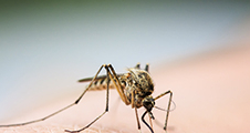 Conférence One World One Health : maladies vectorielles véhiculées par les moustiques
