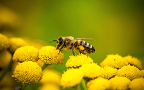 Conférence : Abeilles et pollinisateurs : biodiversité et enjeux de l'agroécologie