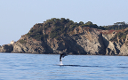 Journée d'étude : Droit et gestion des mammifères marins en Méditerranée - Comment coexister dans notre Mare Nostrum ?